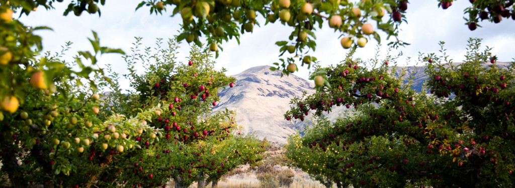 Tieton Cider Works