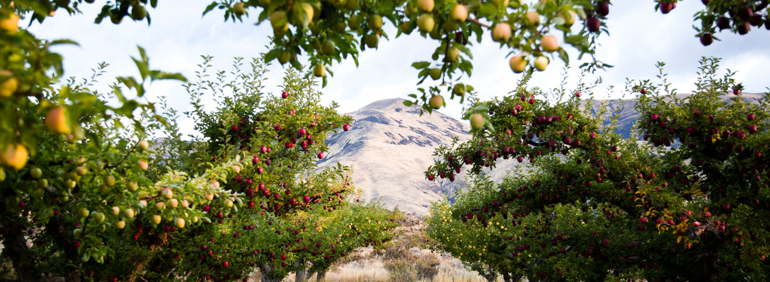 Tieton Cider Works Apple Orchard