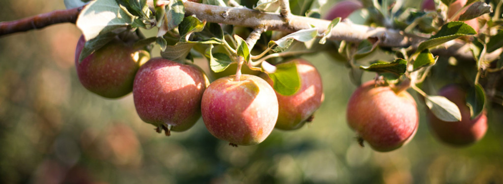 Tieton Cider Works