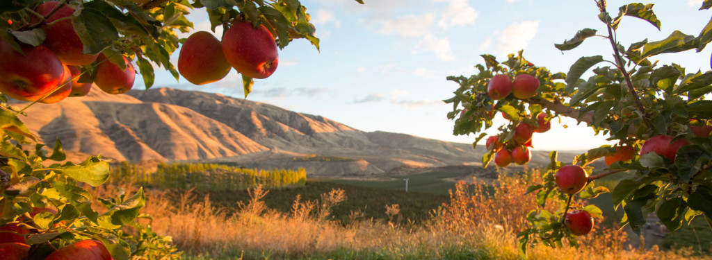 Tieton Cider Works