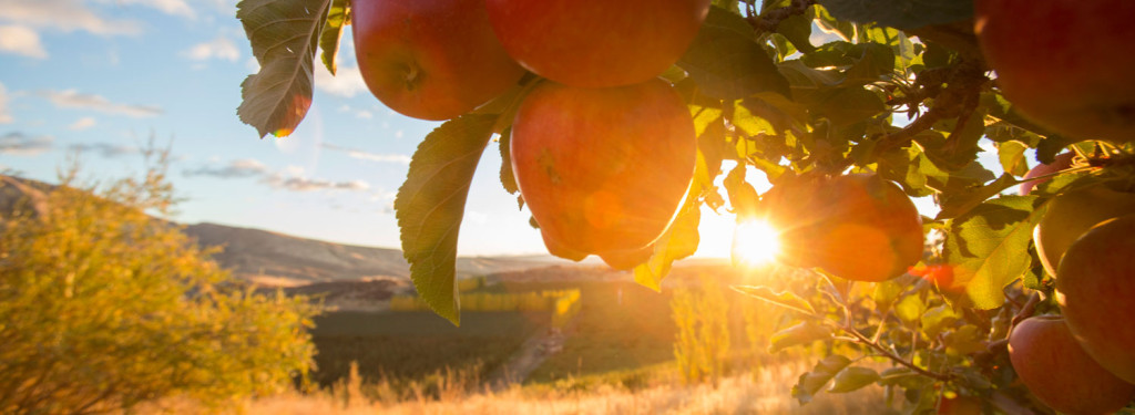 Tieton Cider Works