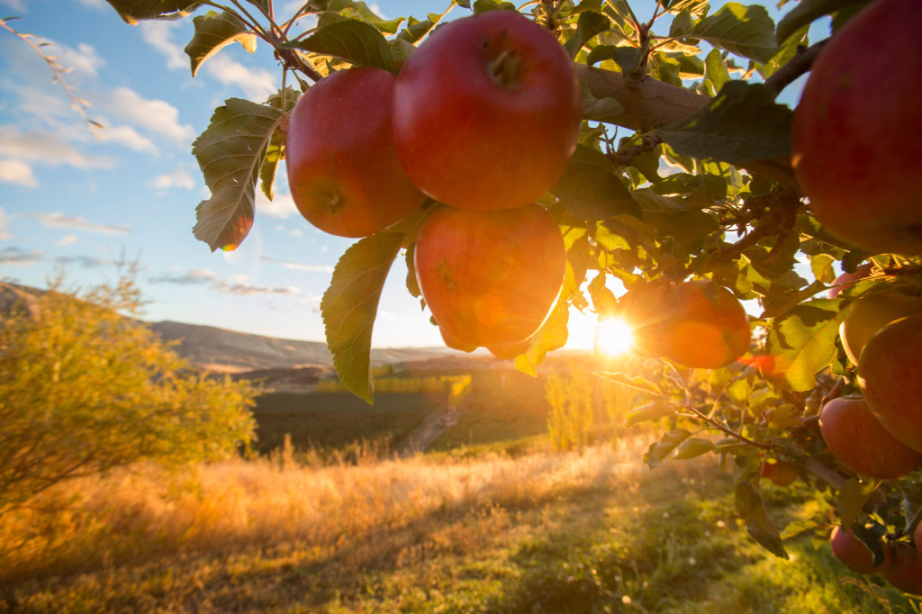 Tieton Cider Works