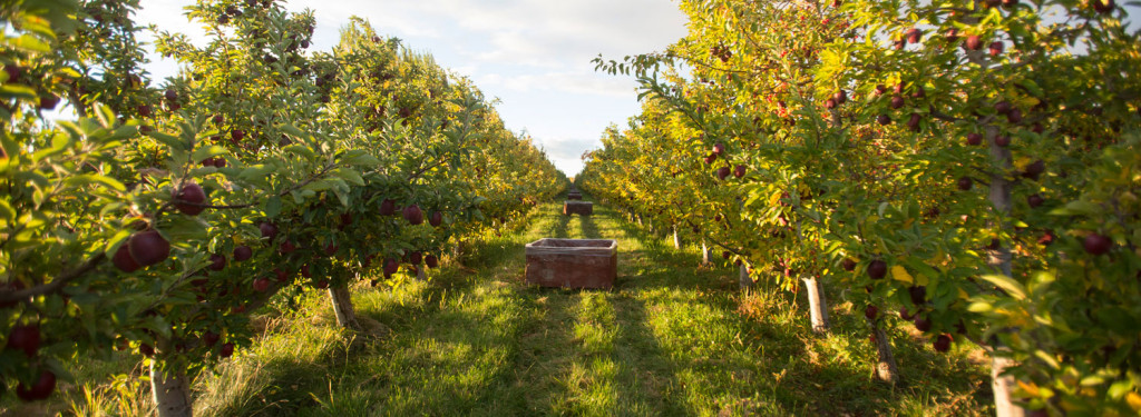 Tieton Cider Works