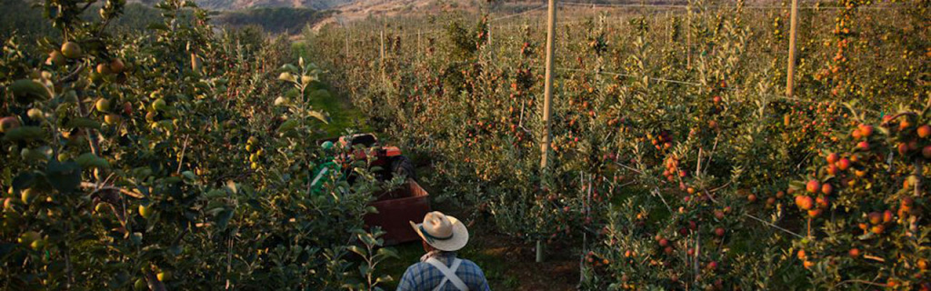 Tieton Cider Works