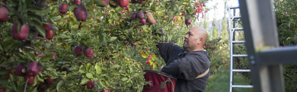 Tieton Cider Works