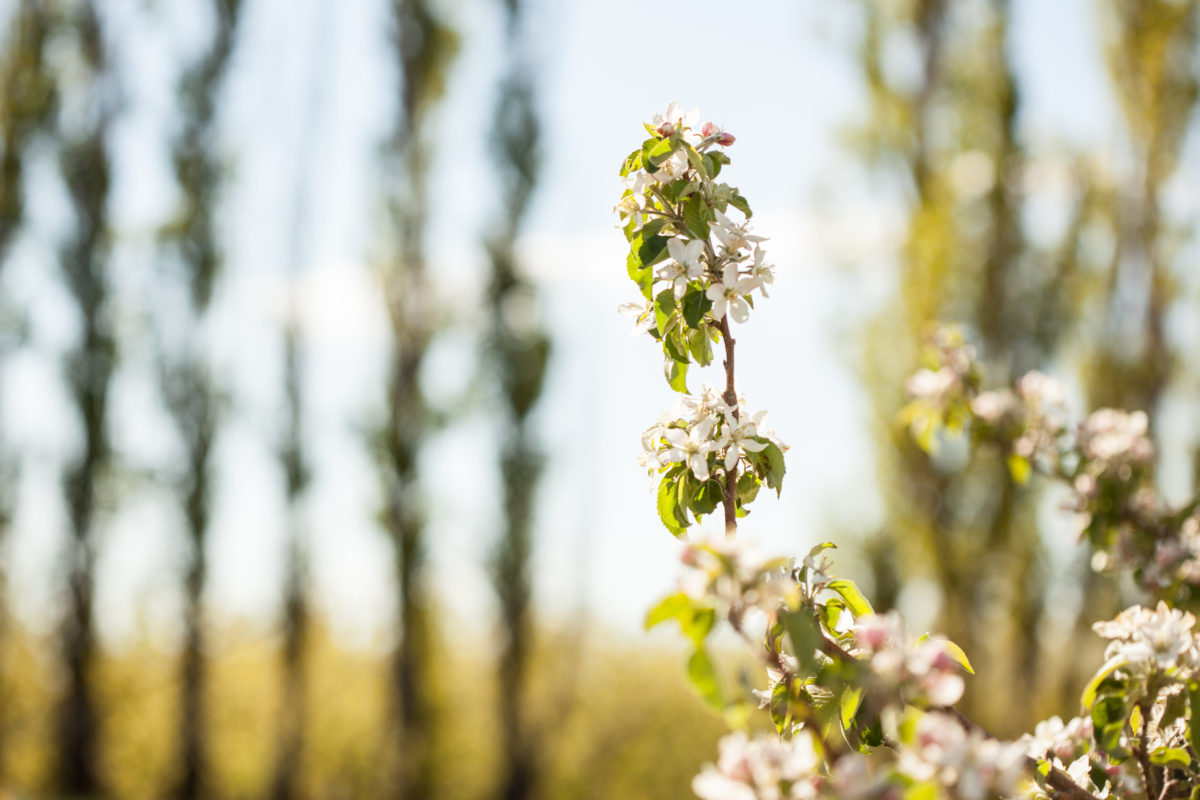 Tieton Cider Works