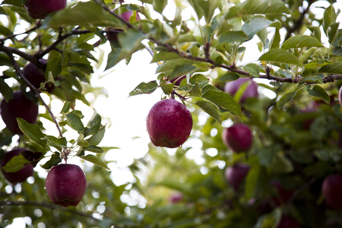 Tieton Cider Works