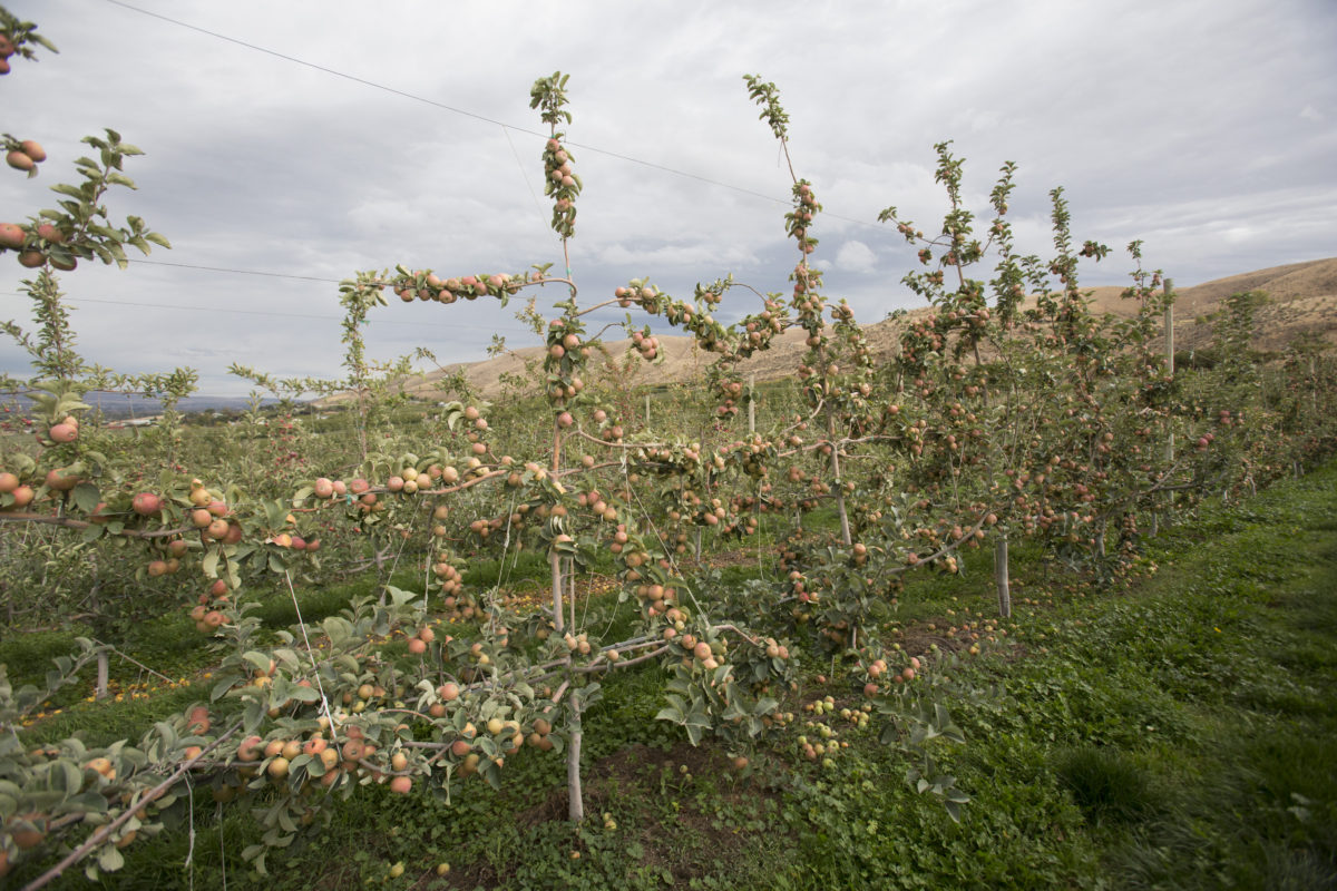 Tieton Cider Works