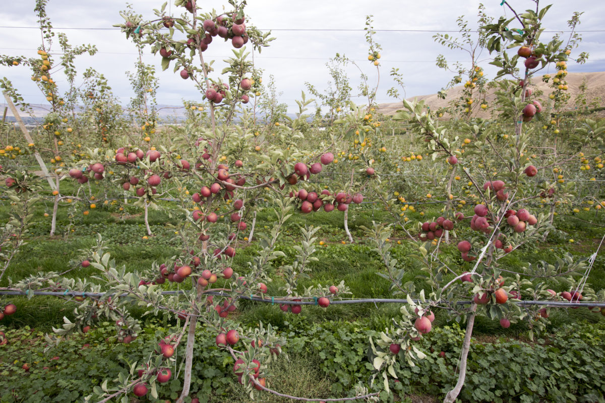 Tieton Cider Works