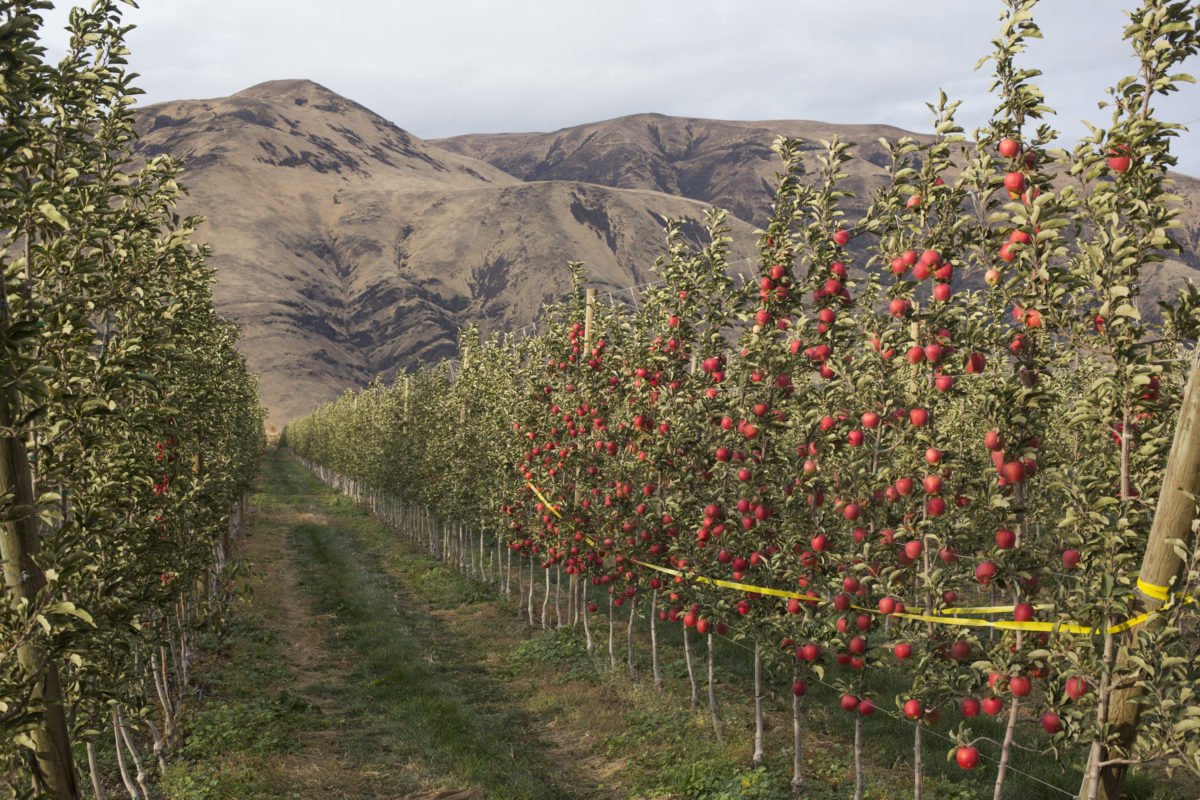 Tieton Cider Works