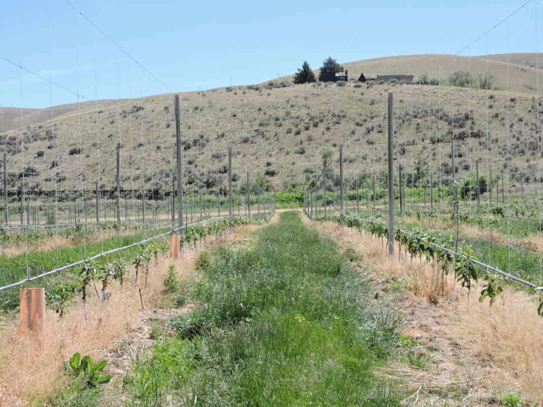 Tieton Cider Works