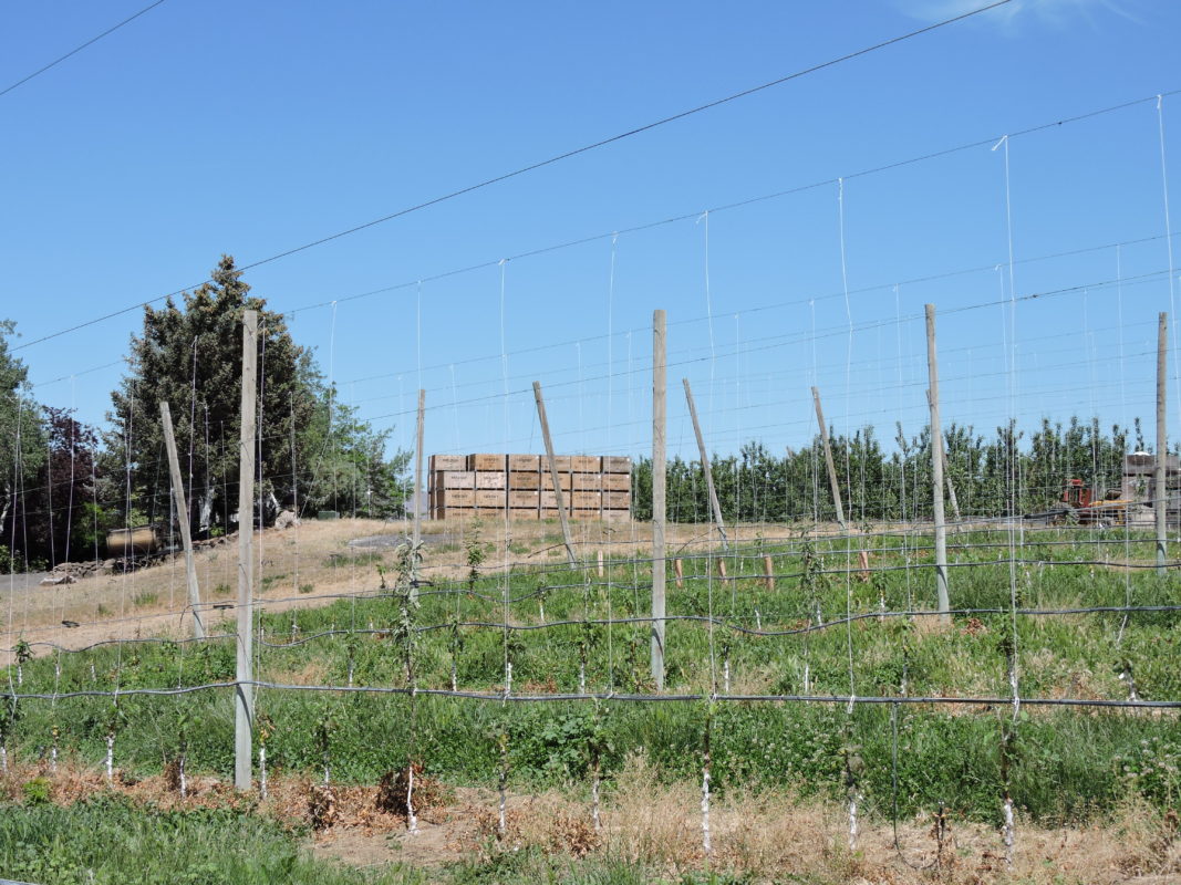 Tieton Cider Works