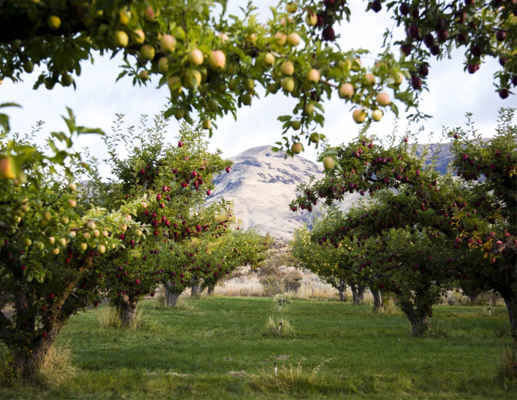 Tieton Cider Works