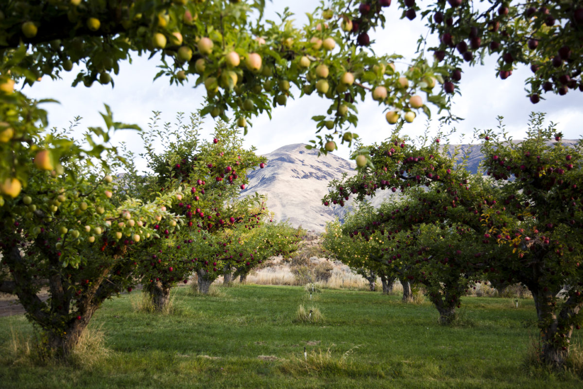 Tieton Cider Works