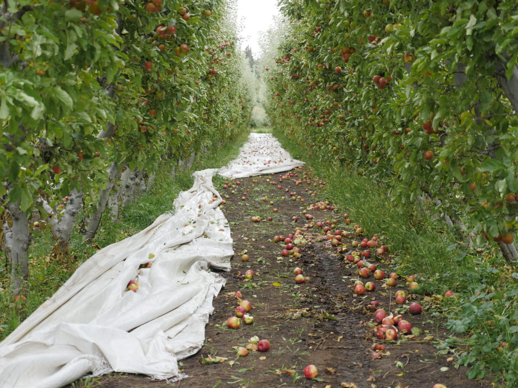 Tieton Cider Works