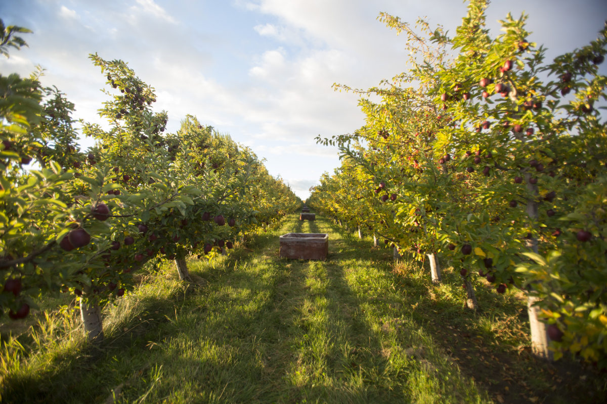 Tieton Cider Works