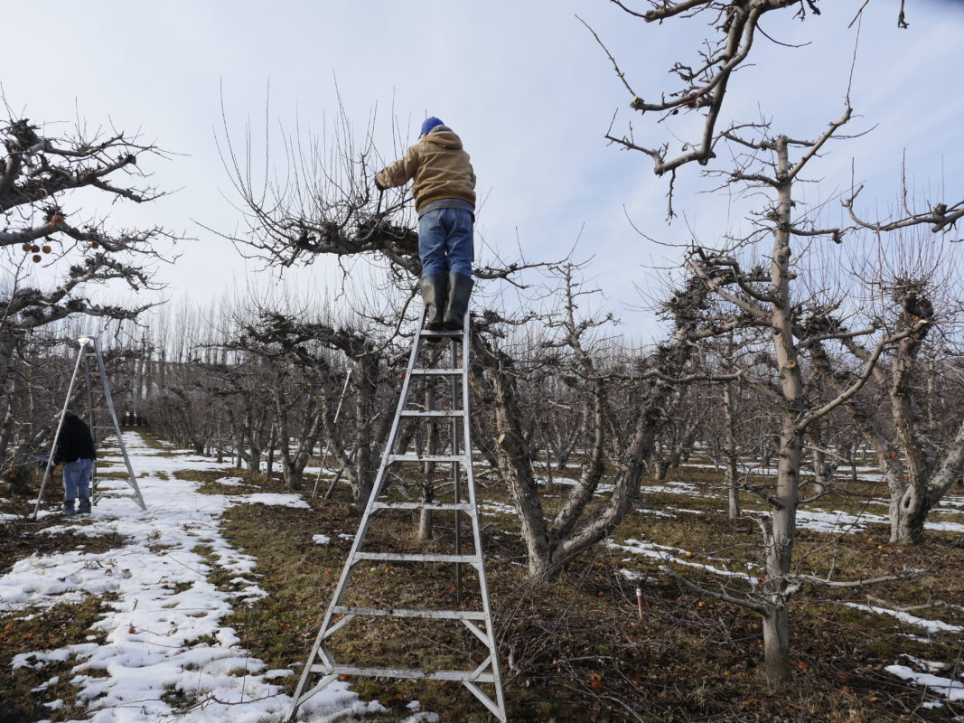 Tieton Cider Works