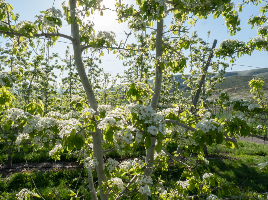 Tieton Cider Works