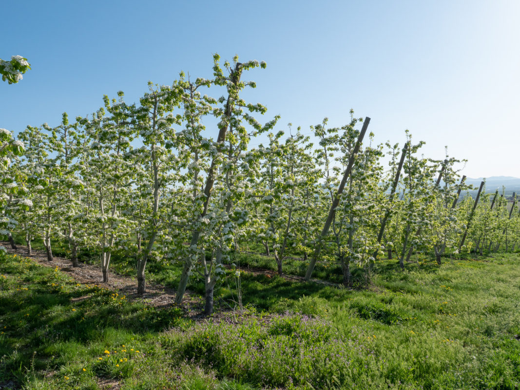 Tieton Cider Works