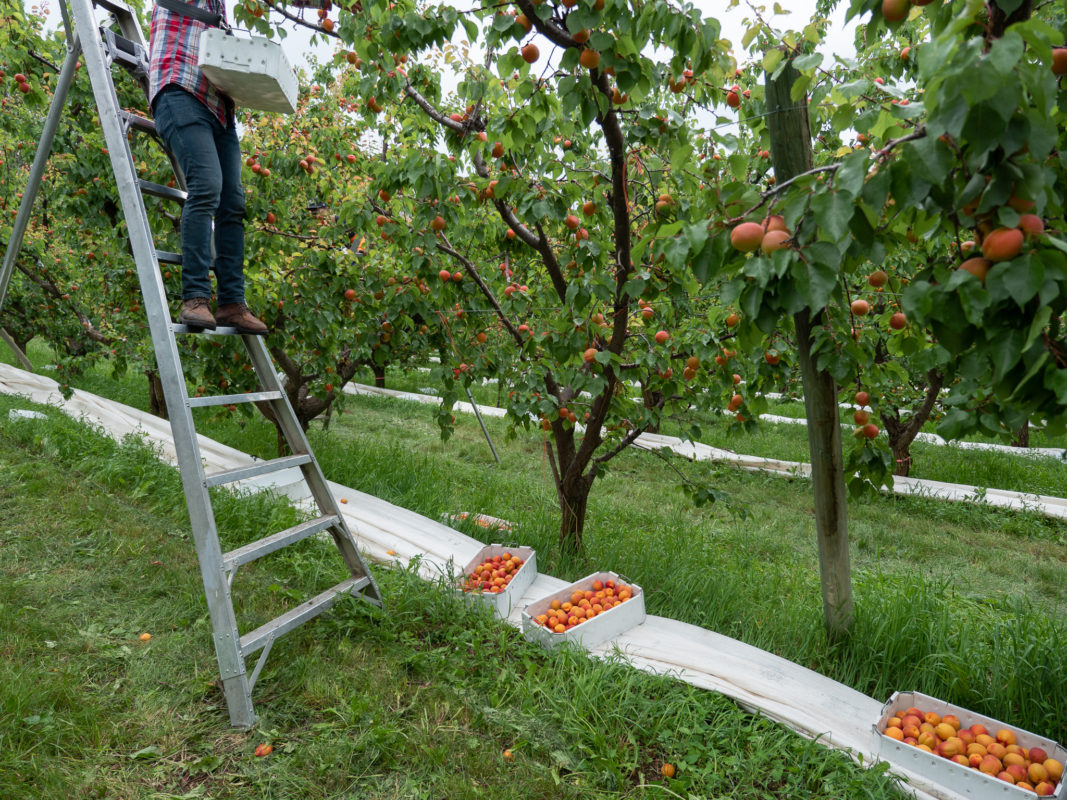 Tieton Cider Works