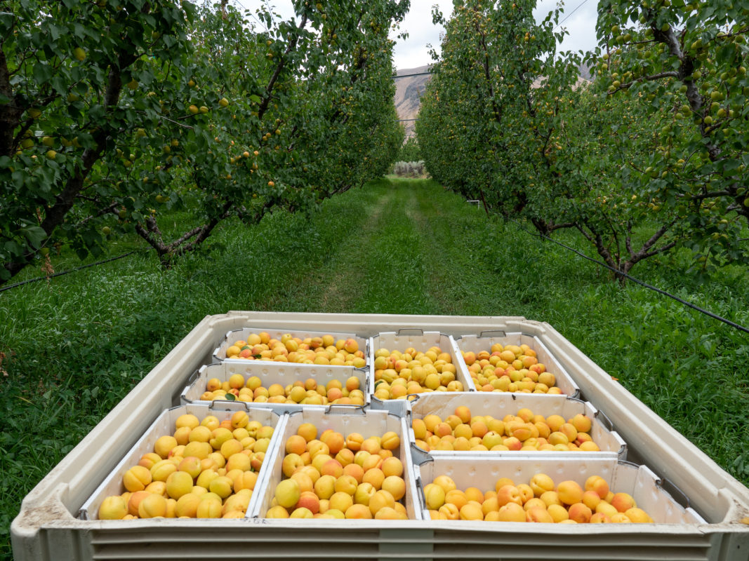 Tieton Cider Works