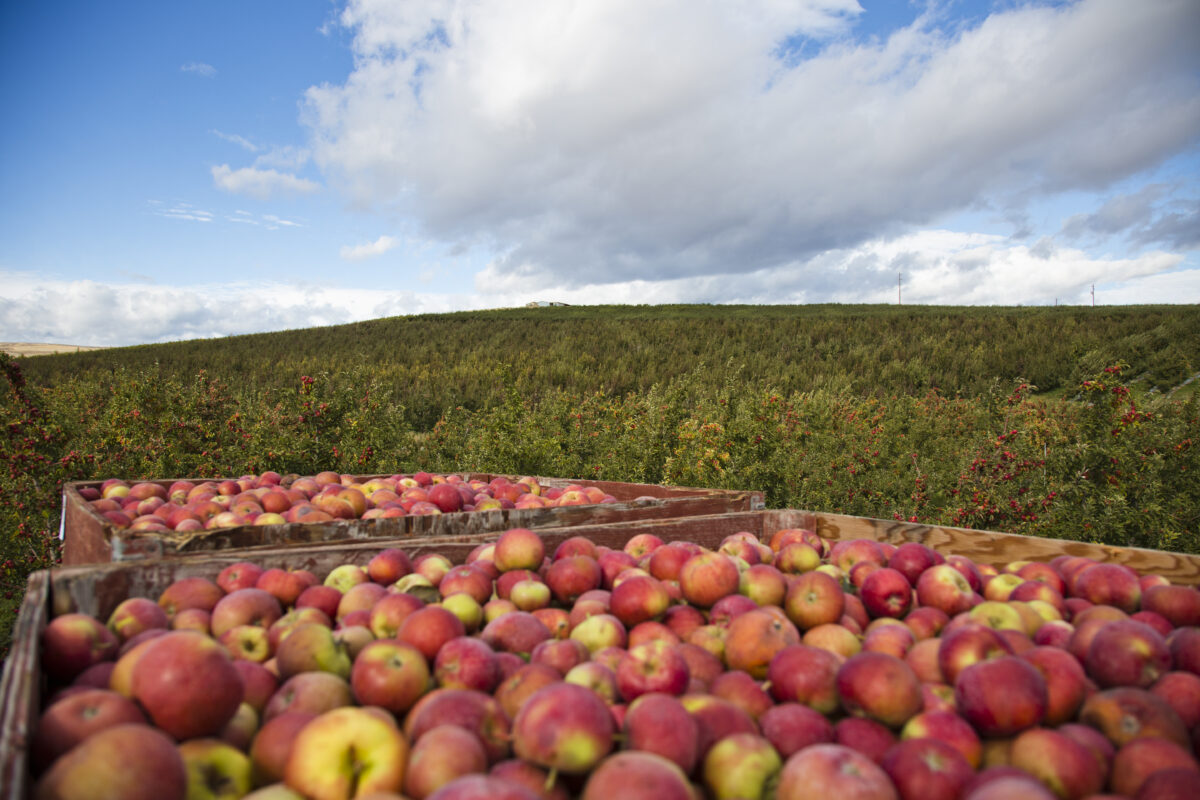 Tieton Cider Works